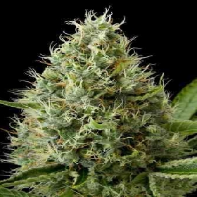 Dinamex > Dinafem Seeds